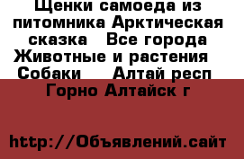 Щенки самоеда из питомника Арктическая сказка - Все города Животные и растения » Собаки   . Алтай респ.,Горно-Алтайск г.